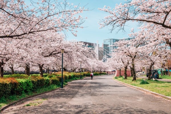 incredible cherry blooms during travel to japan in march