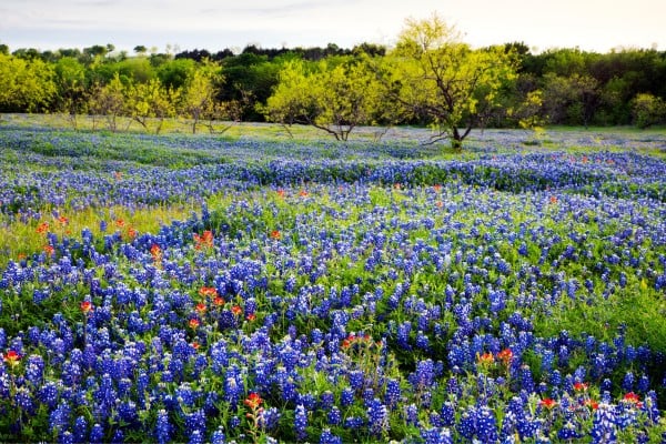 beautiful march bloom in texas hill country