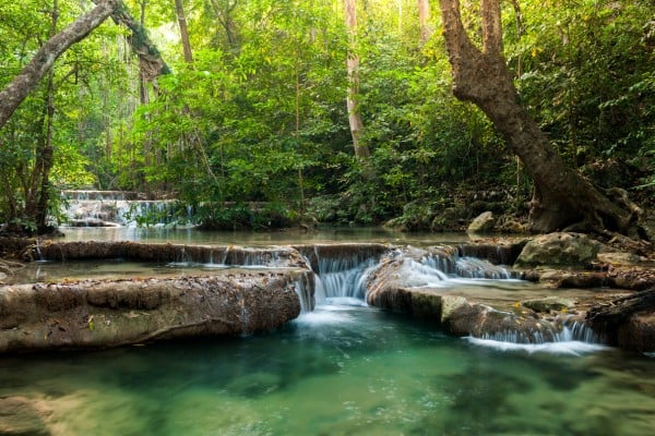 jungle of thailand during march 