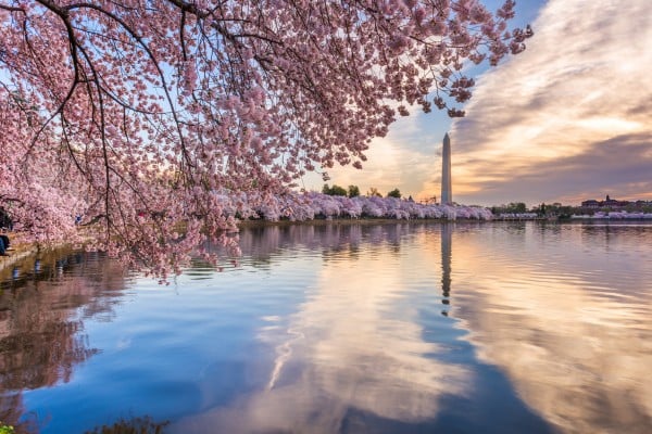 beautiful washington dc during march travel trip