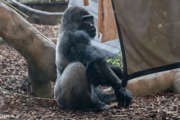 best-zoos-in-the-us-cincinatti-zoo