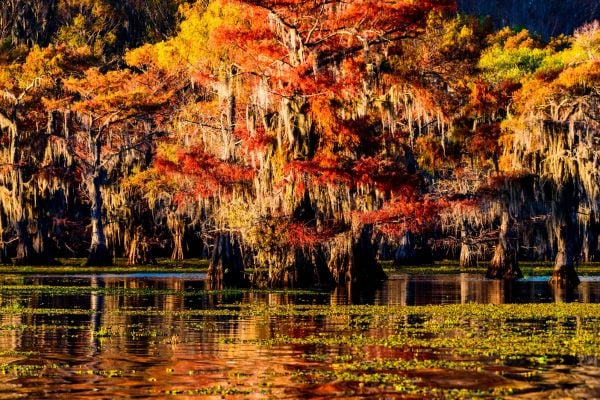 caddo lake one of the most beautiful lakes in the america