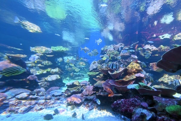 an underrated summer travel idea in australia ningaloo coast