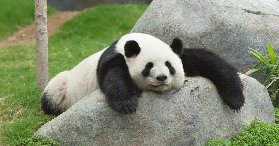 panda at one of the best zoos in the us